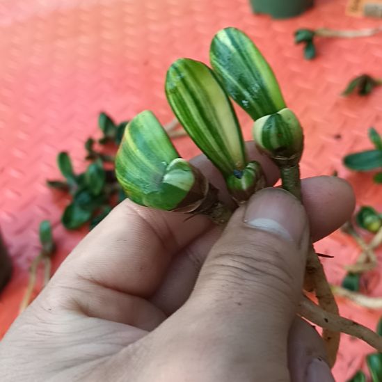 君子兰小苗君子兰小苗