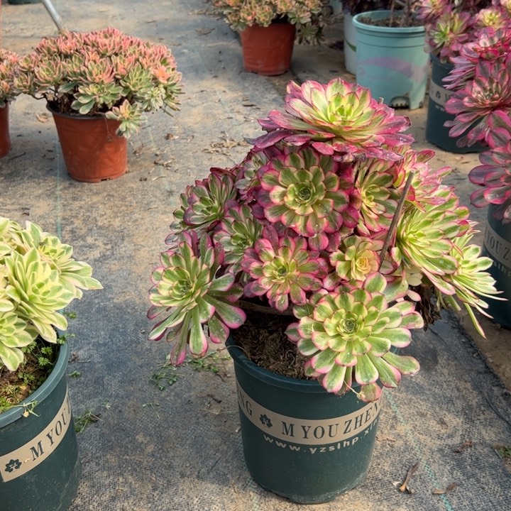 93舞多肉多肉多肉