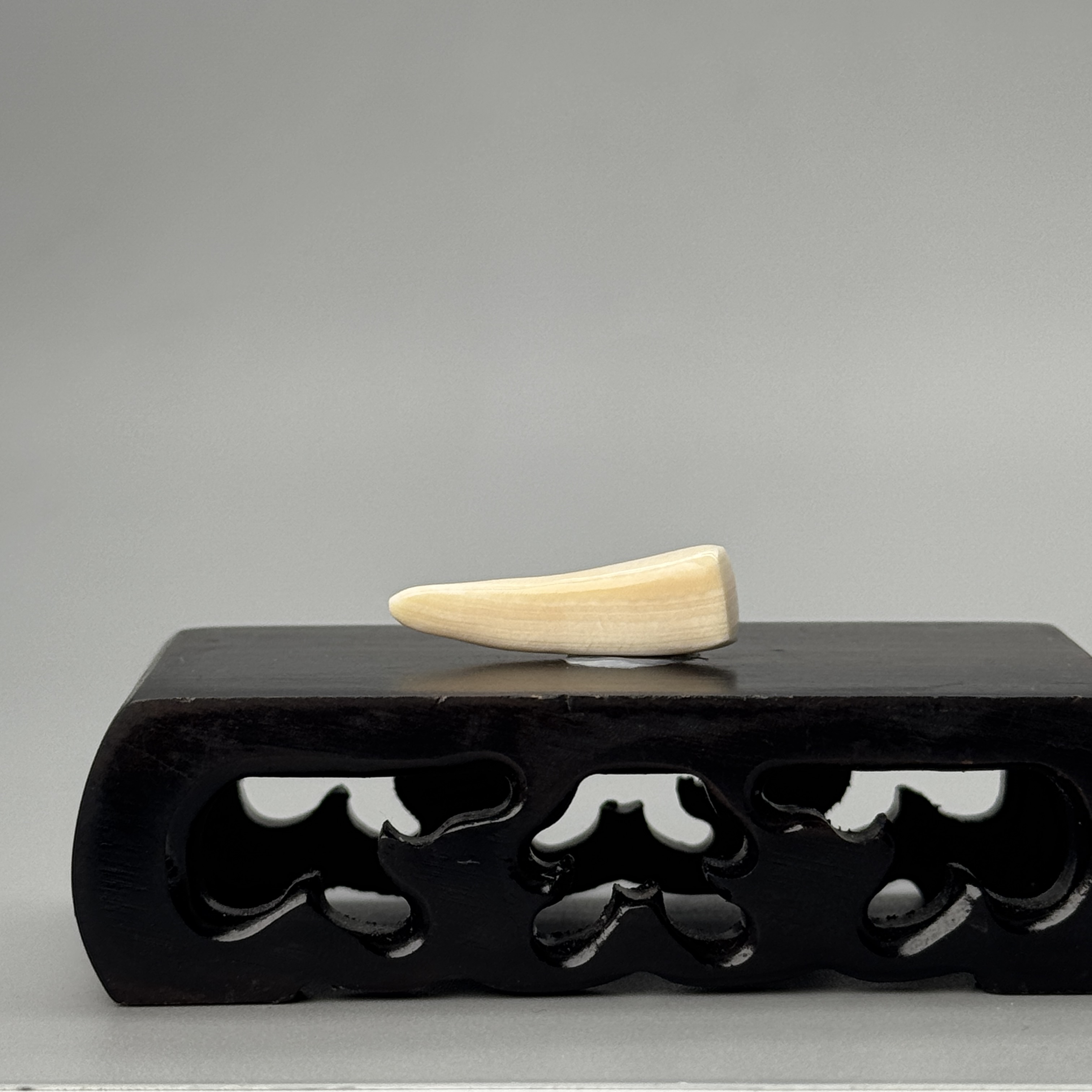 DEZHI/德志1.4g二层皮牙尖27*8*7mm猛犸牙默认打孔绑绳P360