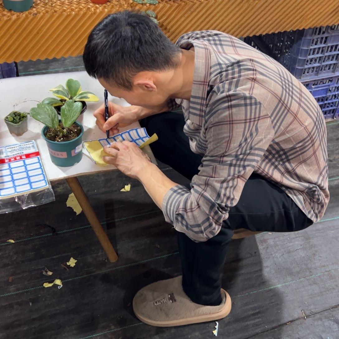 一****无花朵丽萨球兰中苗