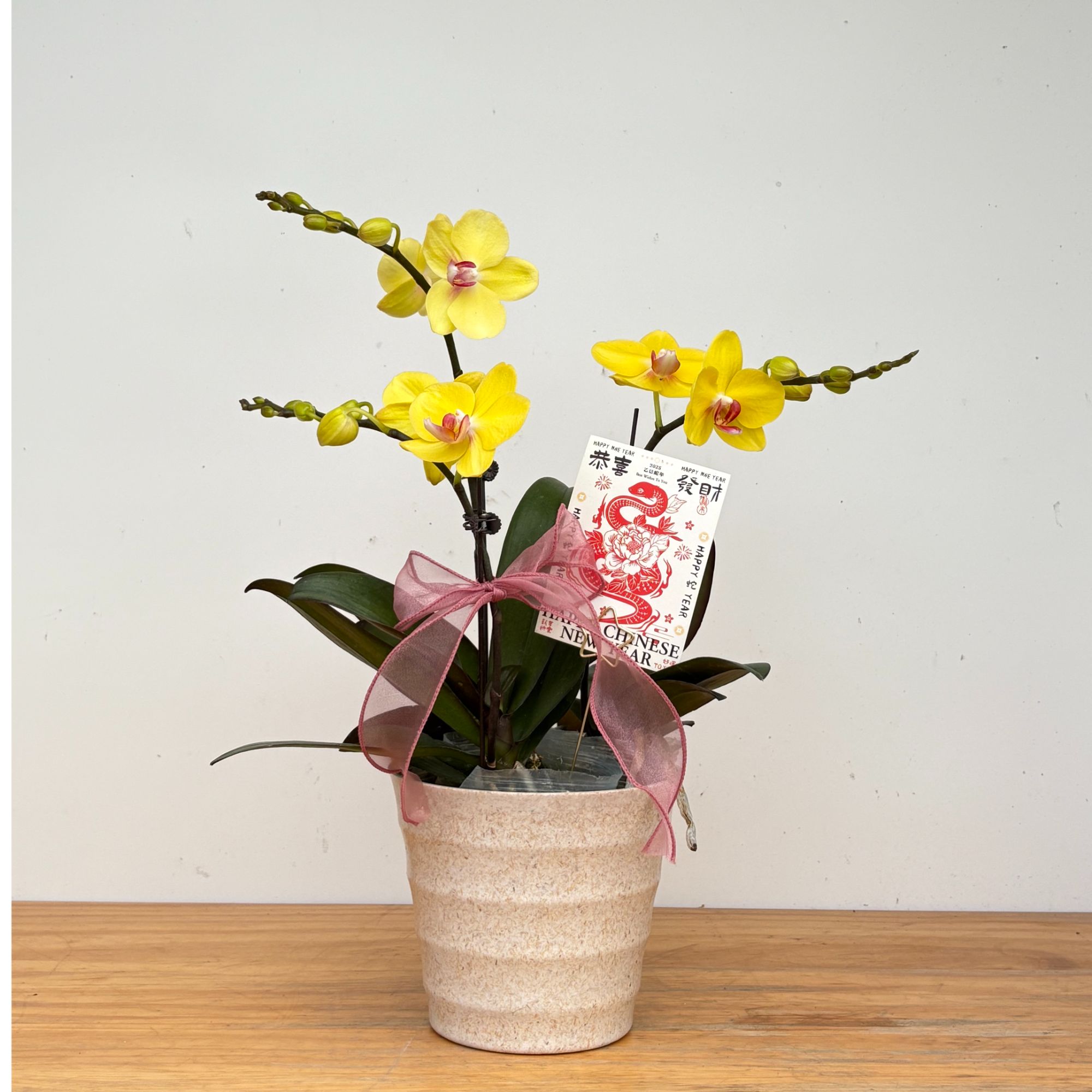 蝴蝶兰【黄金万两】3.0寸杯花量大农场直发年宵花室内花卉单株单梗