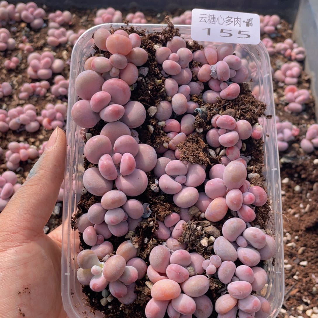 云糖心多肉植物155