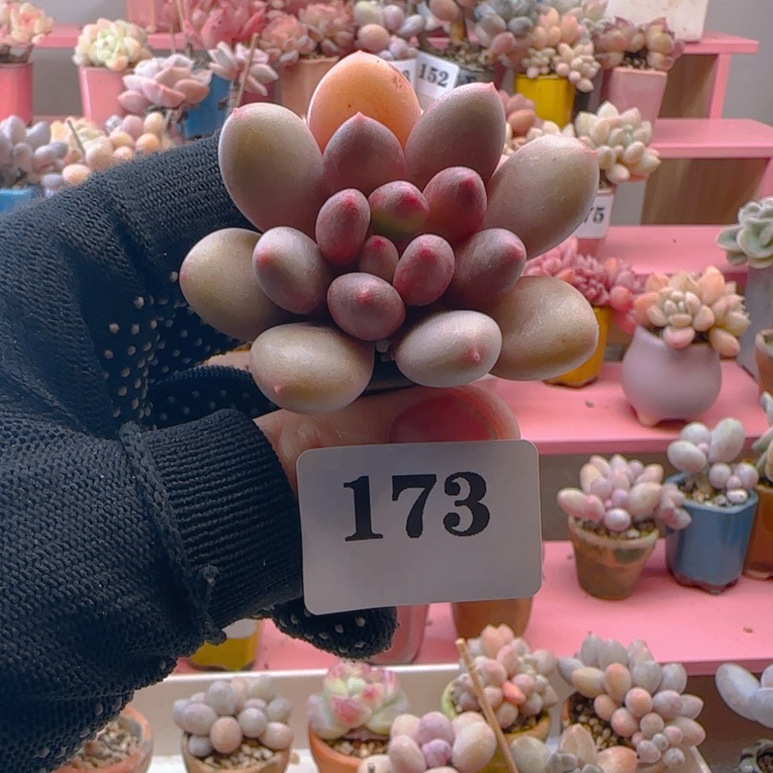 宝石美人173 ，带盆土发货，满38包邮非偏远。