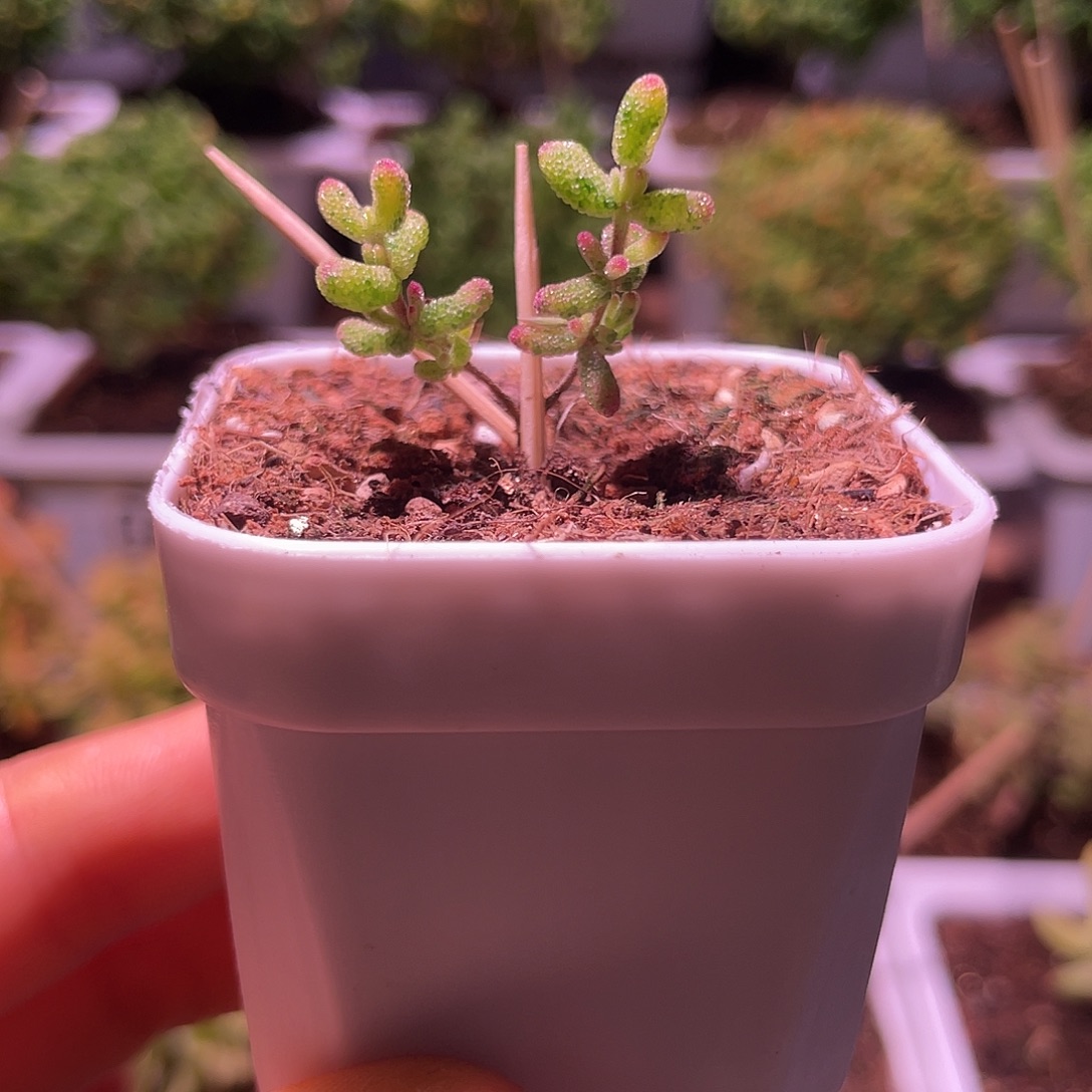 010枝干番杏花斑露