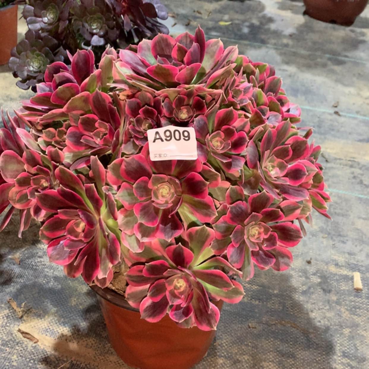 【闪购商品】，909粉女郎