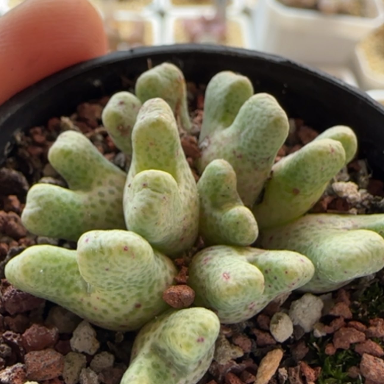 【闪购商品】0218鹿角斑马福利群