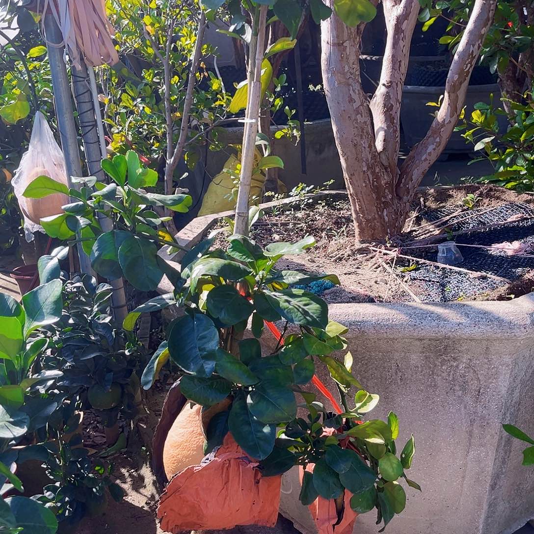 自***。无花朵2346890987534889