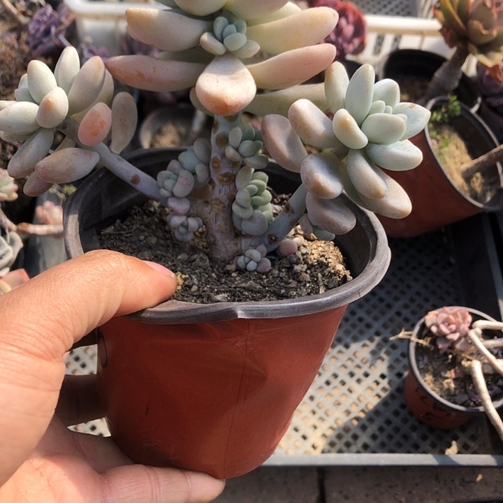 佳*琪琪多肉 山东临沂