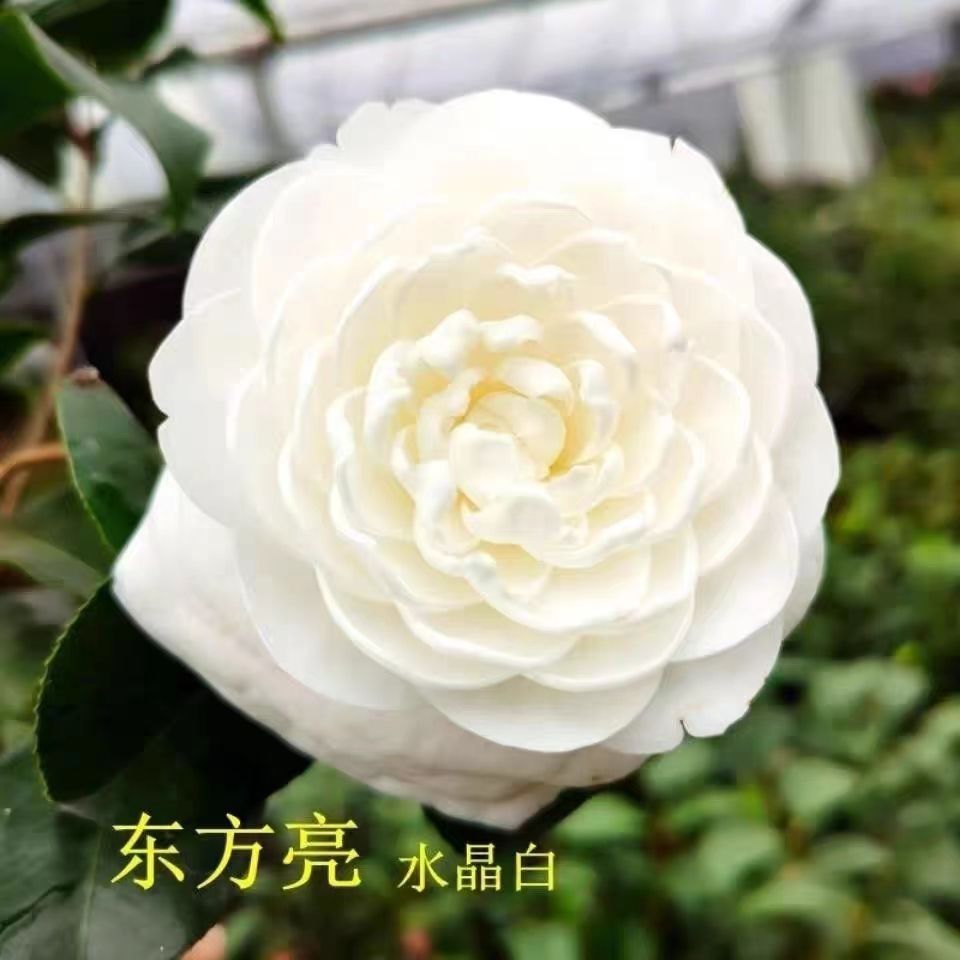 东方亮白色大花朵山茶花盆栽花卉树苗绿植好养庭院别墅种植