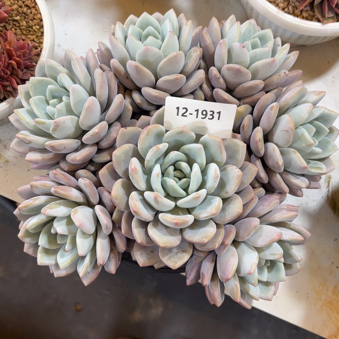 1931奥城多肉植物