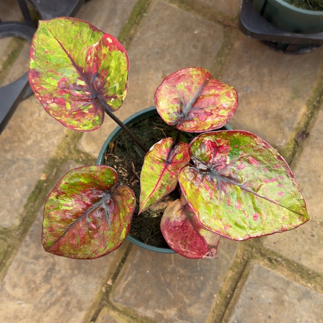 泰国彩叶芋48-1127