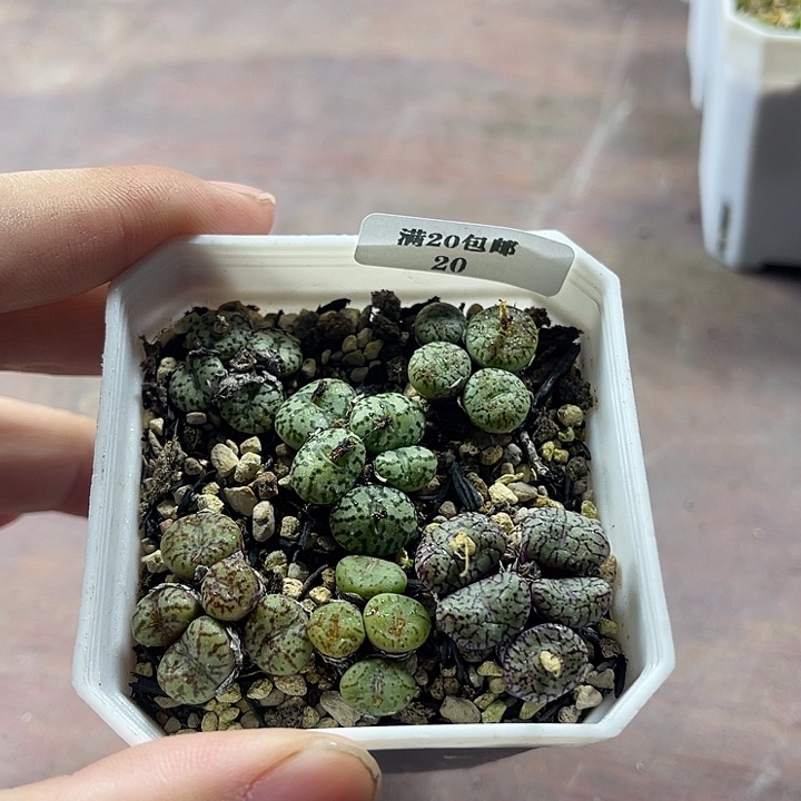 无花朵20、安贞、、、