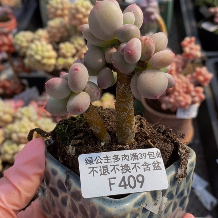 苹果奶5cm409多肉植物