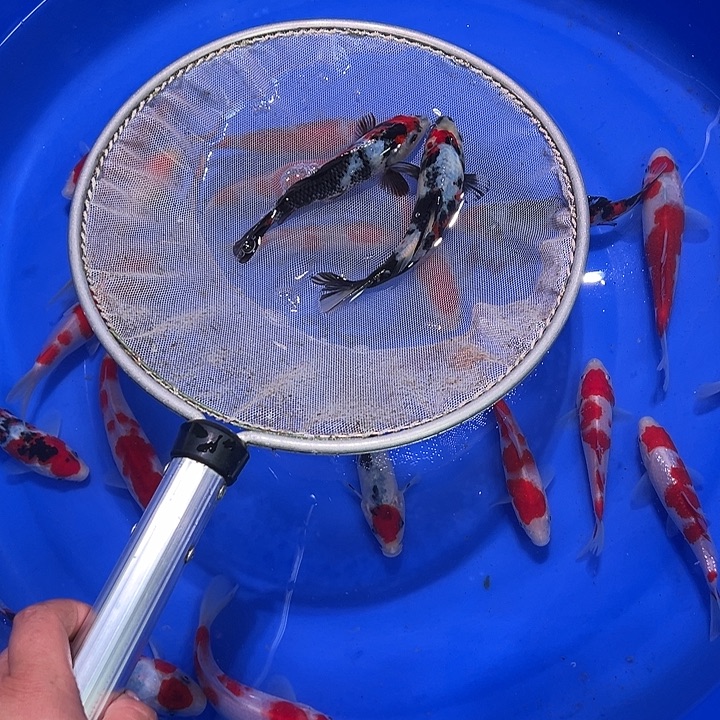 海水鱼锦鲤的繁殖和繁殖