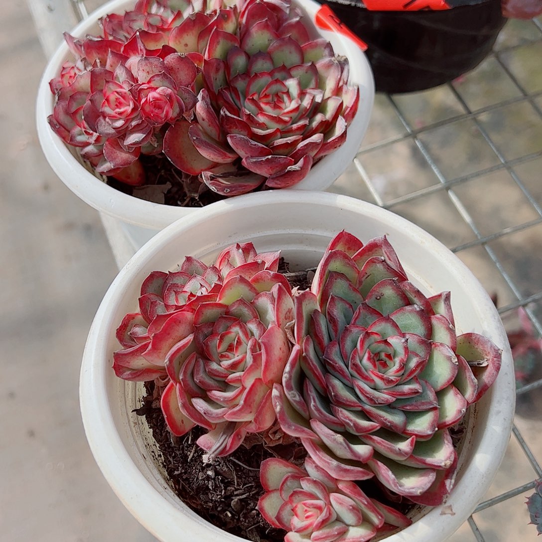 肉酱玫瑰大单头带仔精品