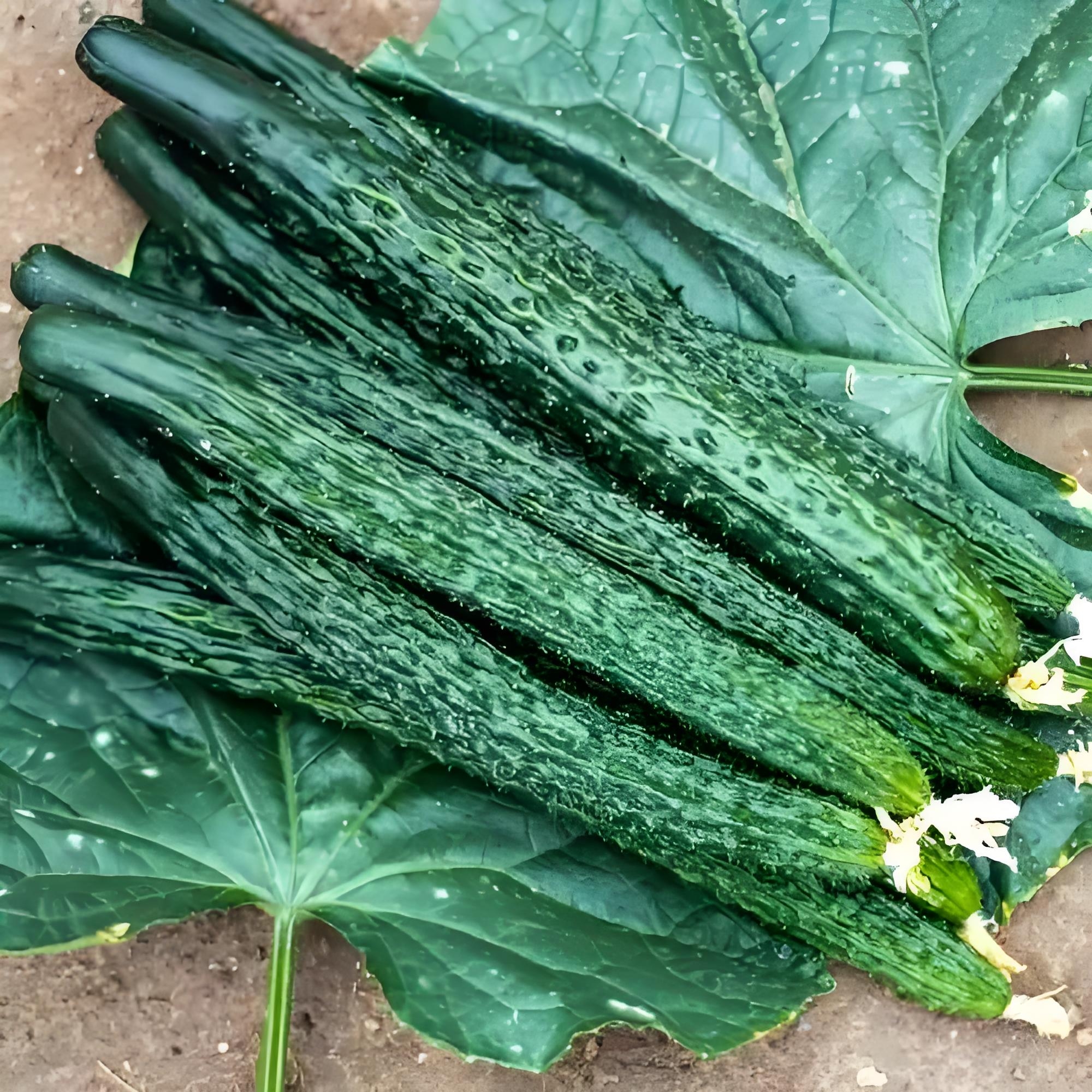 农特标榜黄瓜5斤±100g