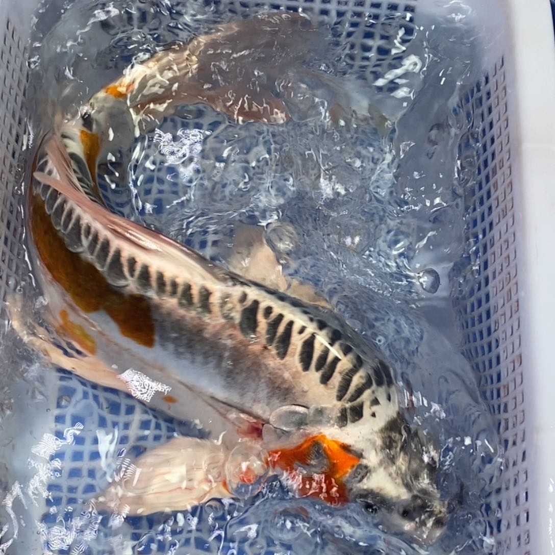 锦鲤冷水锦鲤包邮