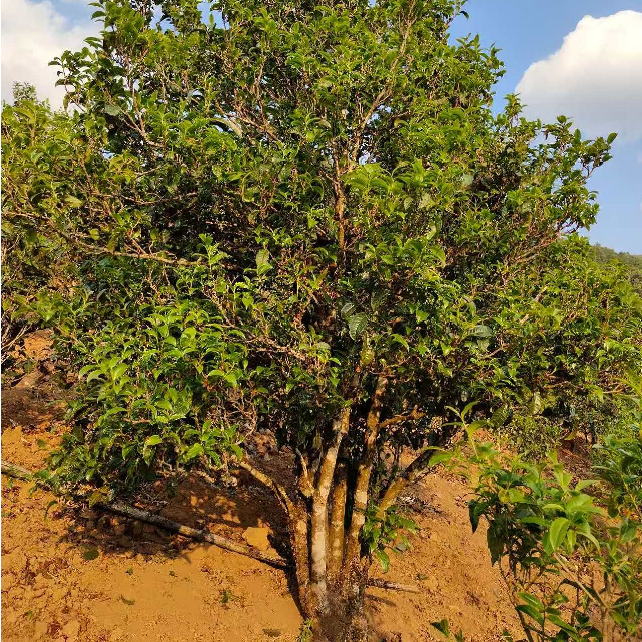 云南普洱生茶2025古树头春散料100克 坝歪老寨