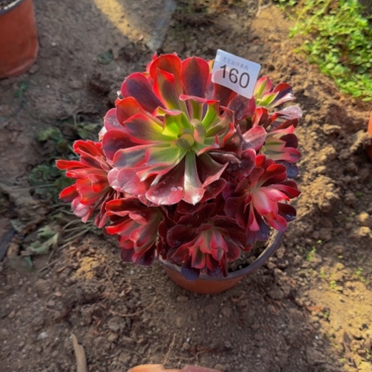 美杜莎4号棚160多肉植物