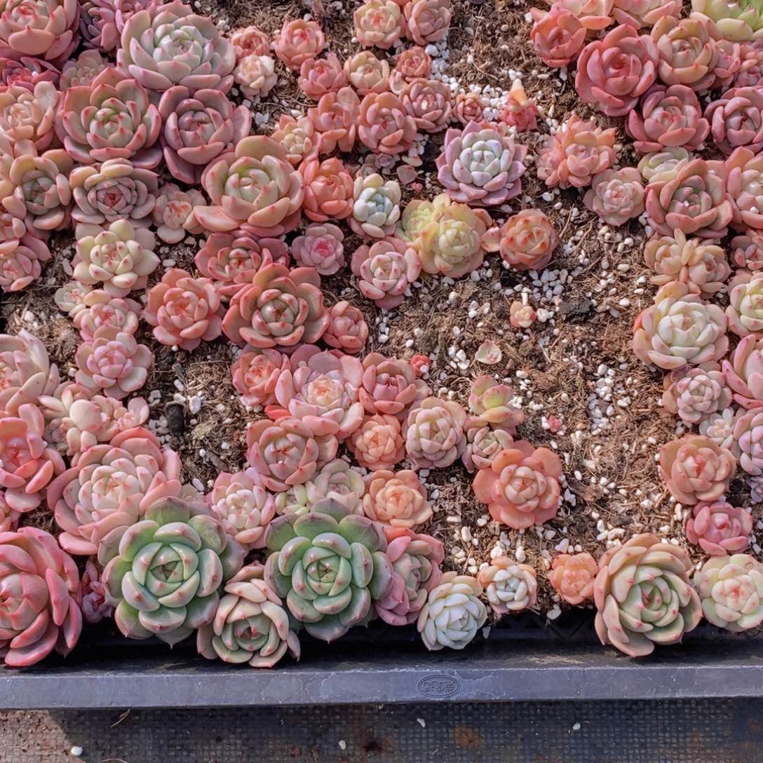 一物一拍。  05。一筐