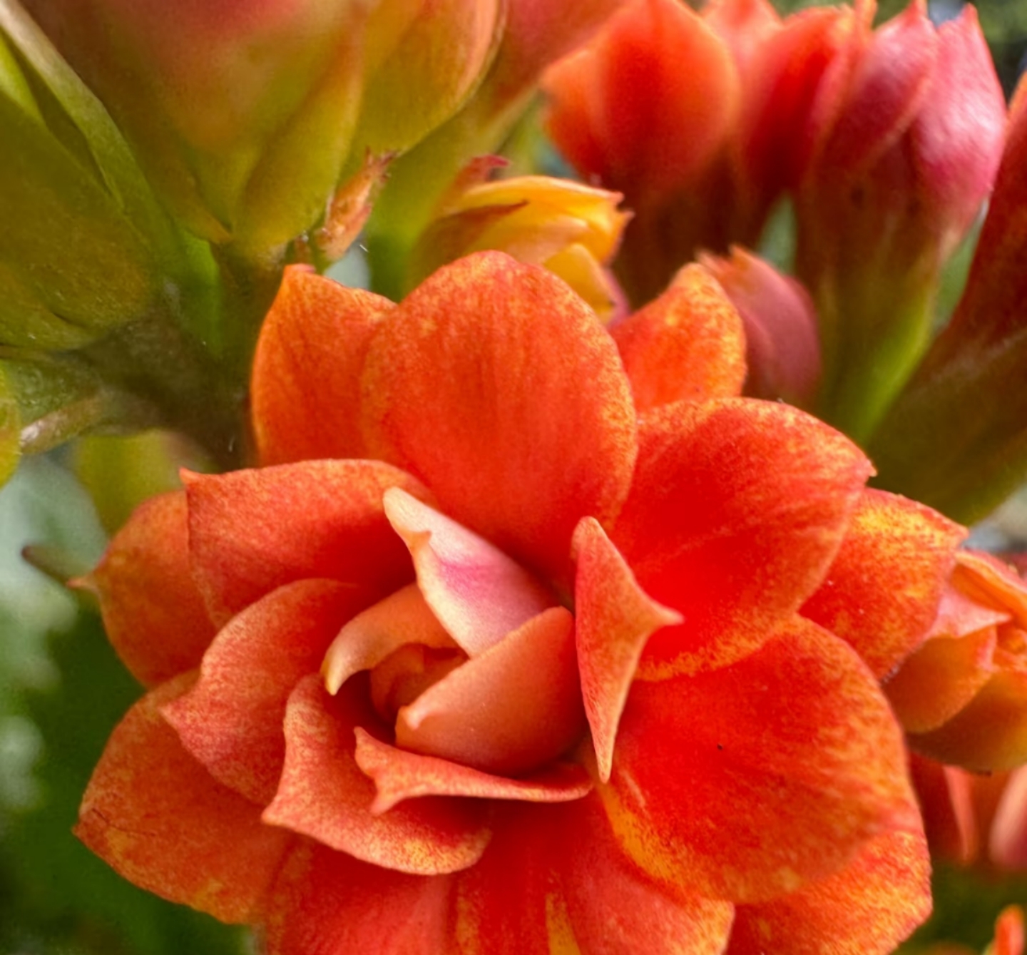 古莉金，110原盆原土