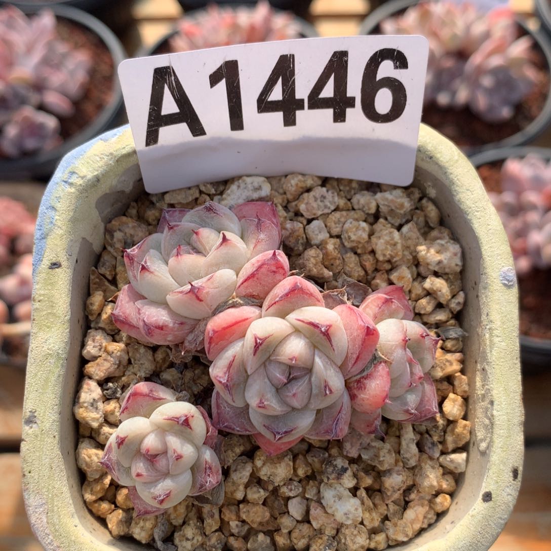 A1446 佳人 边线佳人 小老桩 清仓