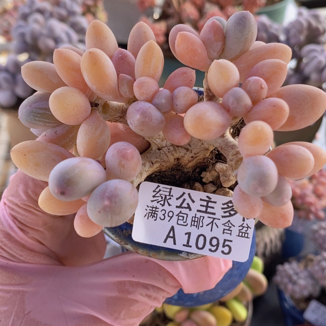 香水手指奶老桩10cm1095多肉植物