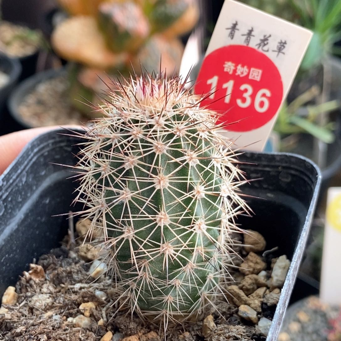 实生中刺御旗虾2.8cm