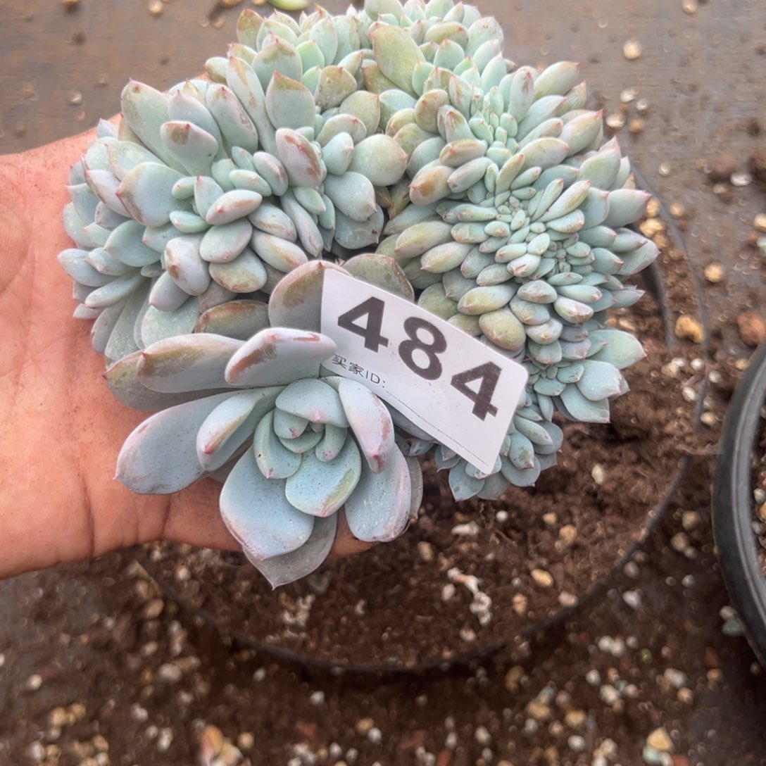 A***g484橙梦露橙梦露橙梦露