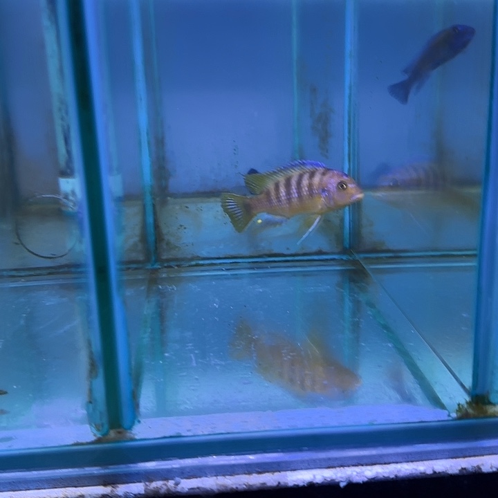 雷***利慈鲷鱼209号111111111