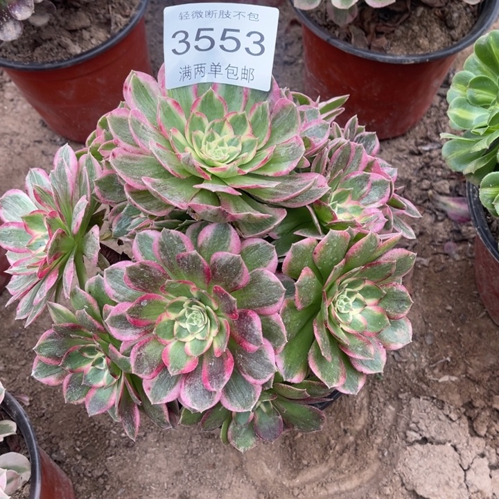 3553海王的人多肉的