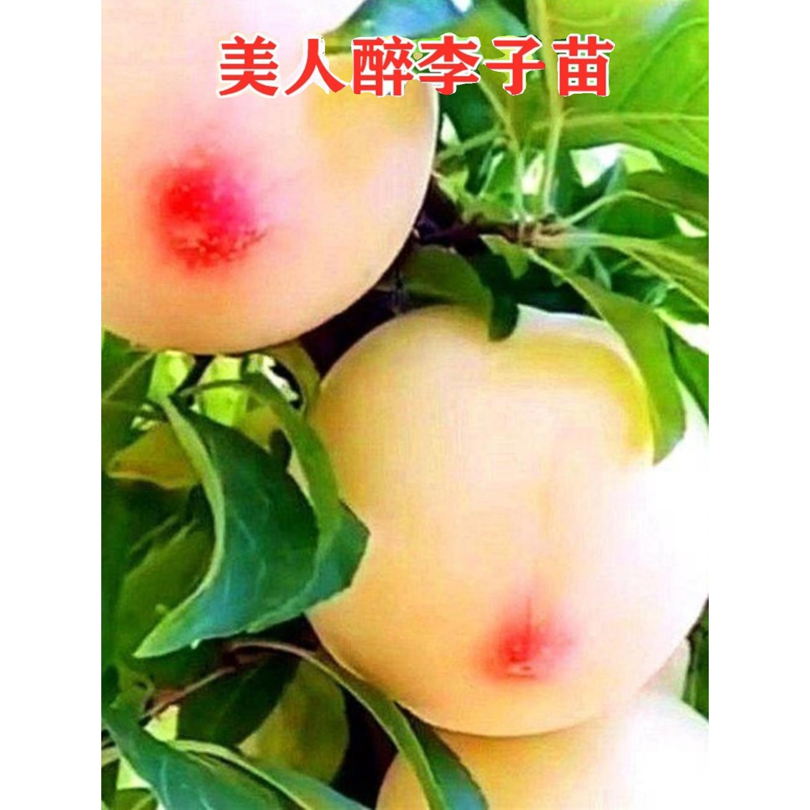 特大果晚熟脆甜李子树苗嫁接李子苗青脆李南方北方种植地栽果树苗