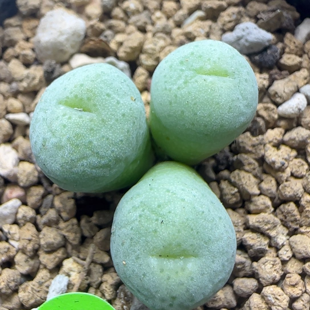 漂漂亮亮多肉植物265