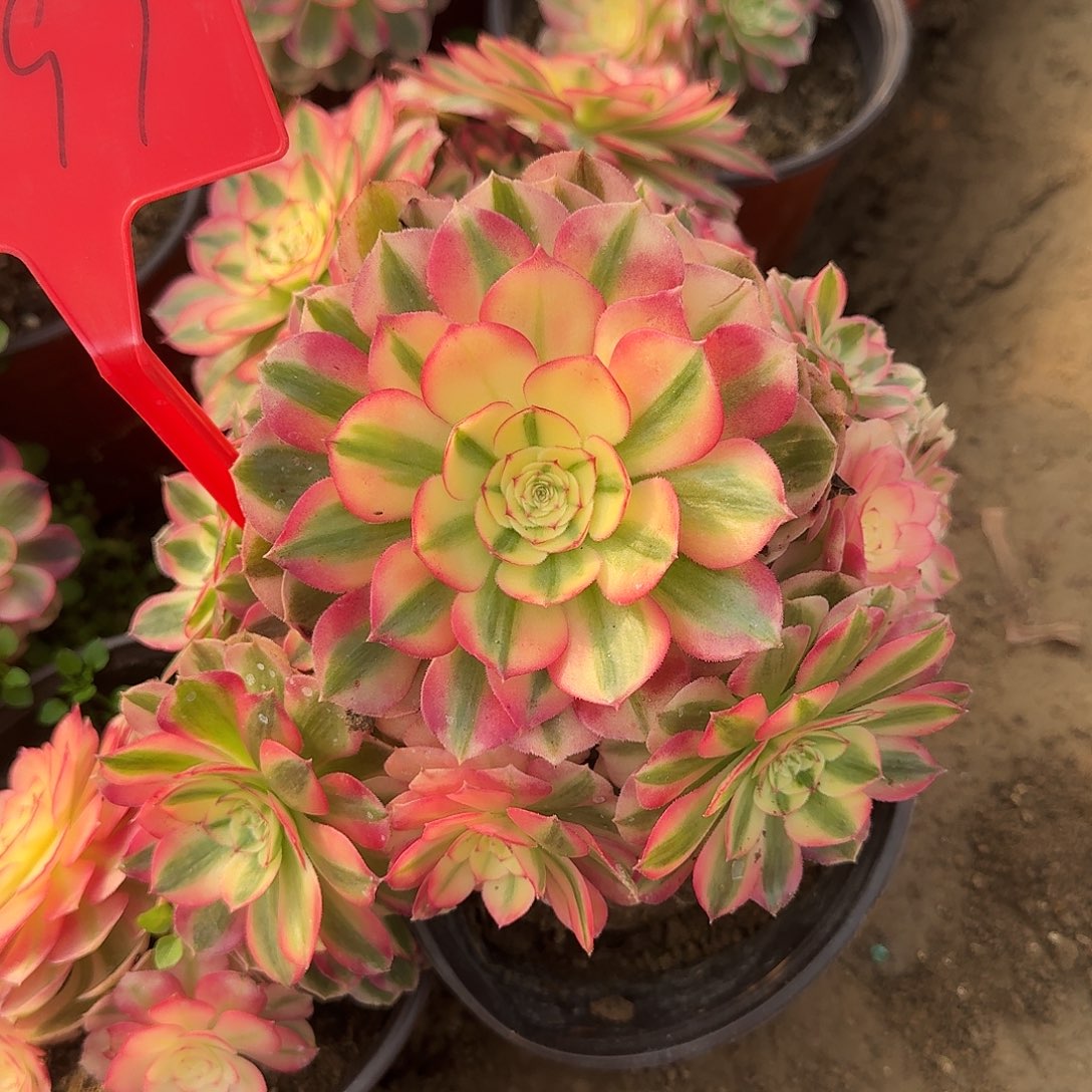 4597倾城多肉法师