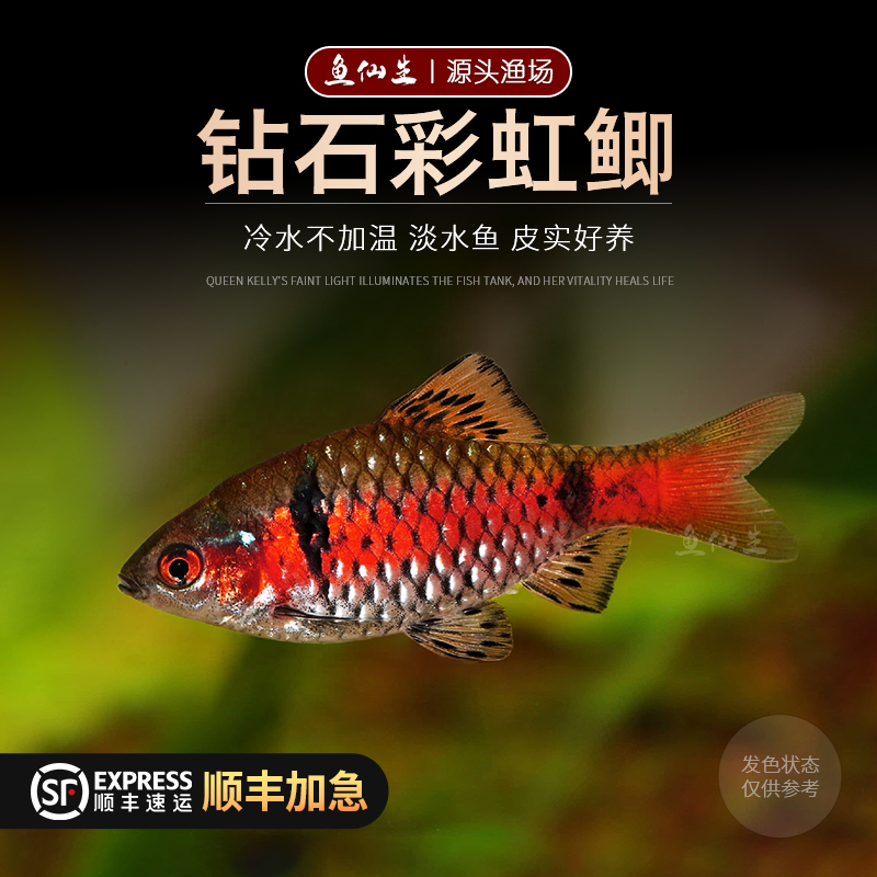 钻石宝石彩虹鲫鱼活体草缸高档原生鱼热带鱼无须鲃小型冷水观赏鱼