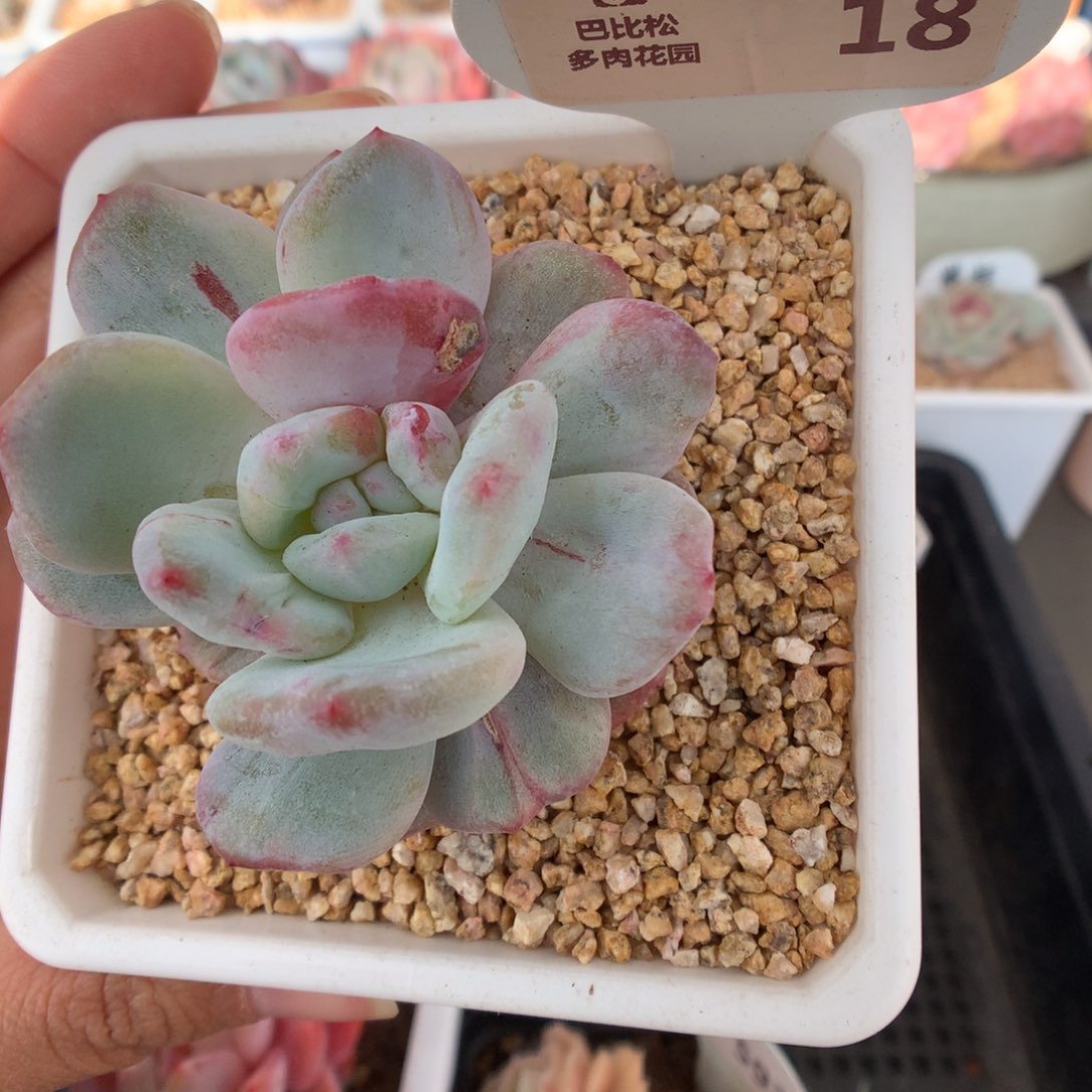 18梦露石化多肉植物