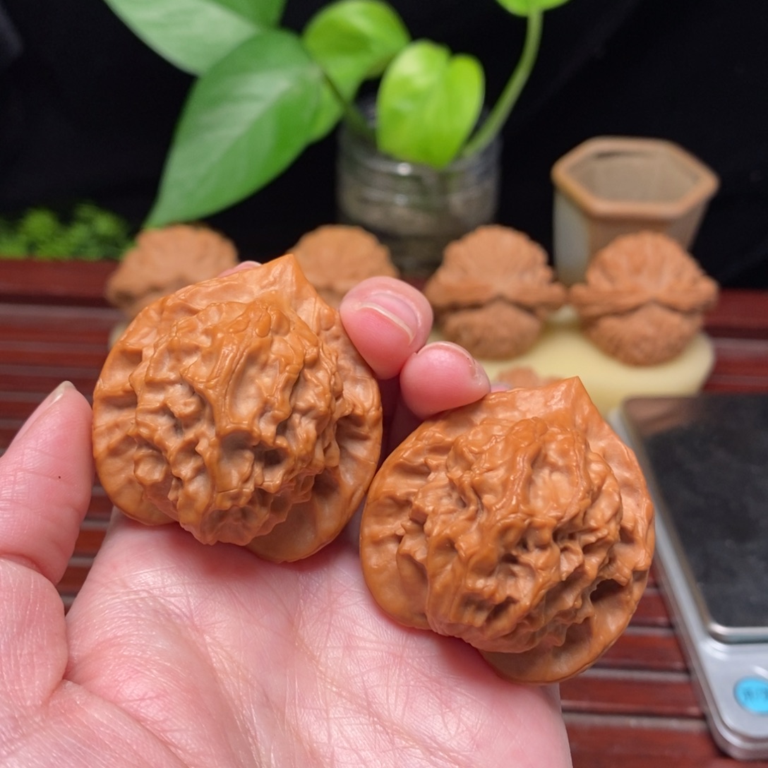 核桃40修尖高桩大耳朵图图