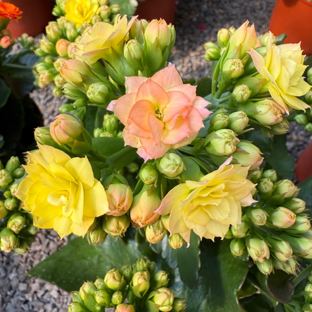 『变色龙ET外星人』130盆原盆原土带花苞发货