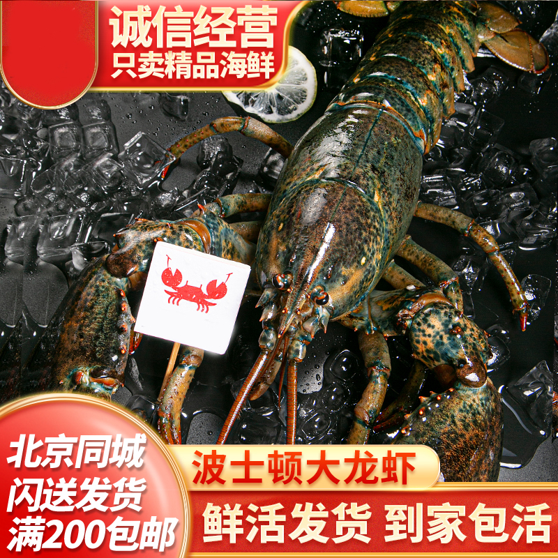 鲜活波士顿龙虾波龙2-10斤/只