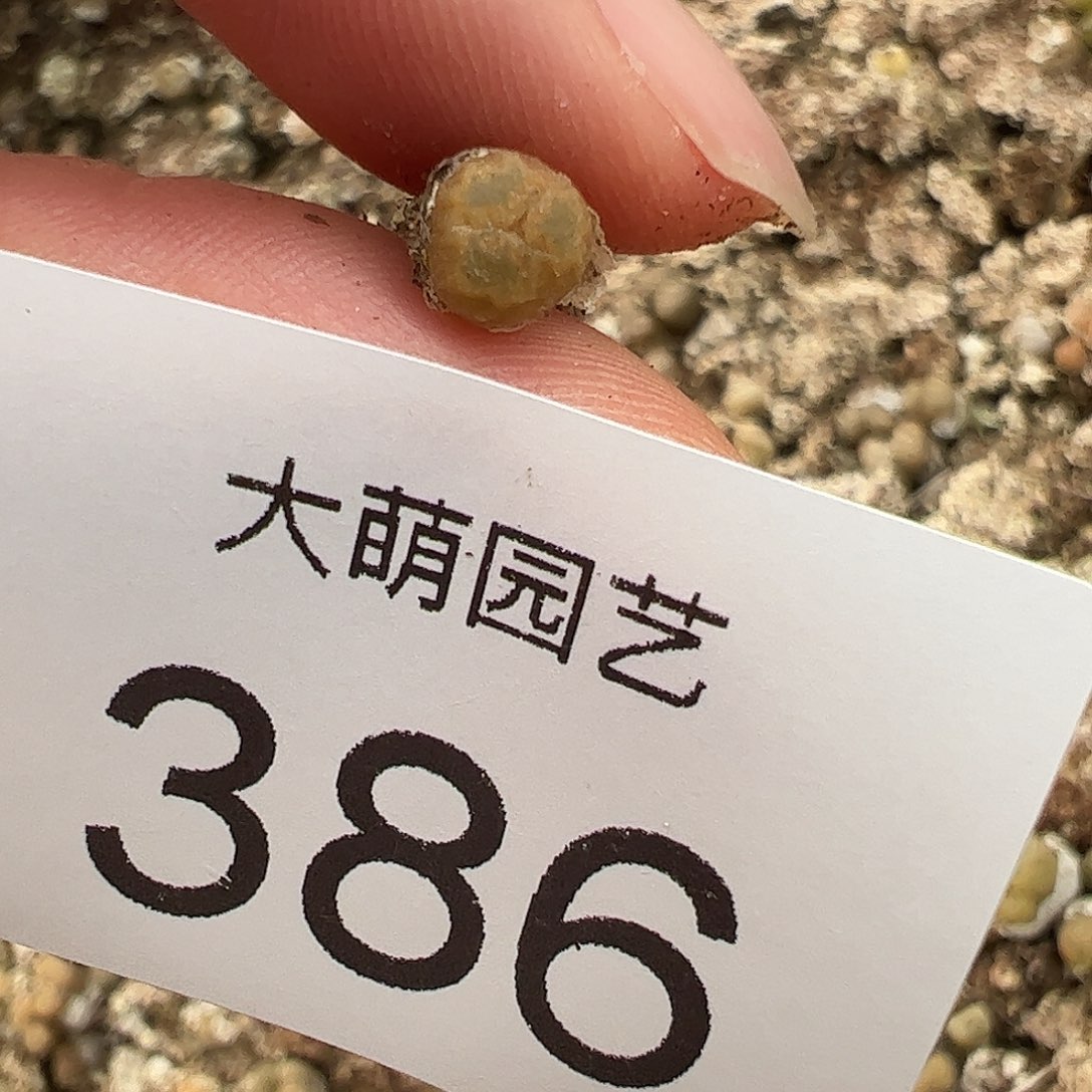 一物一拍。        386