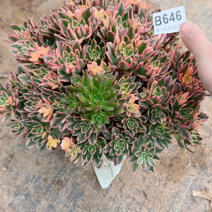 646甜茶多肉植物