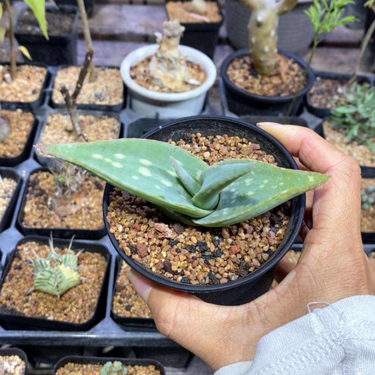 【闪购商品】皮划艇芦荟