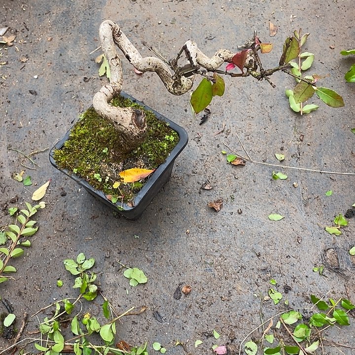 东***草无花朵45菊花菊花菊花家花花