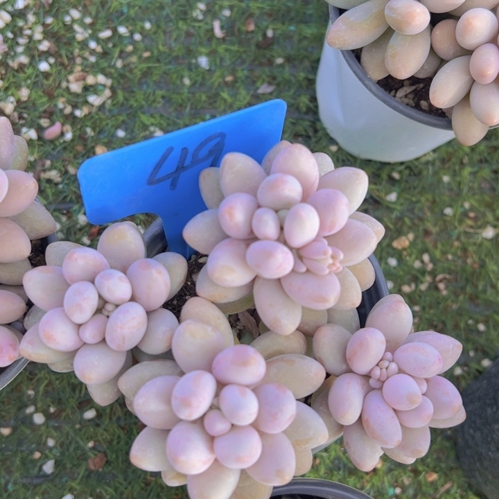 健健康康平平安安多肉植物