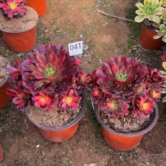 美杜莎2棵9号棚041多肉植物