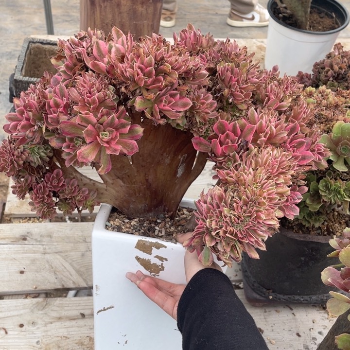 多肉的食物也不一定都可以喝上