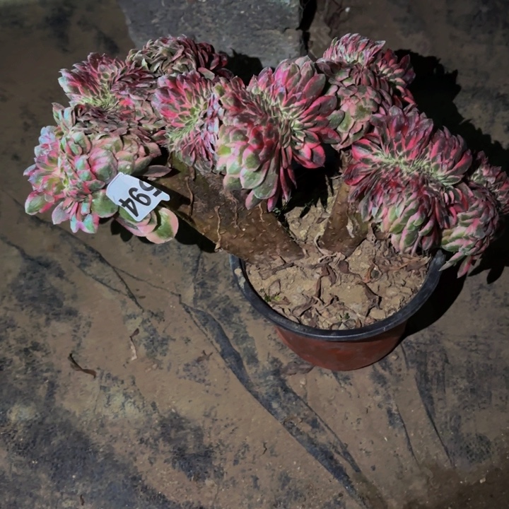 594半糖荔枝多肉植物不售后