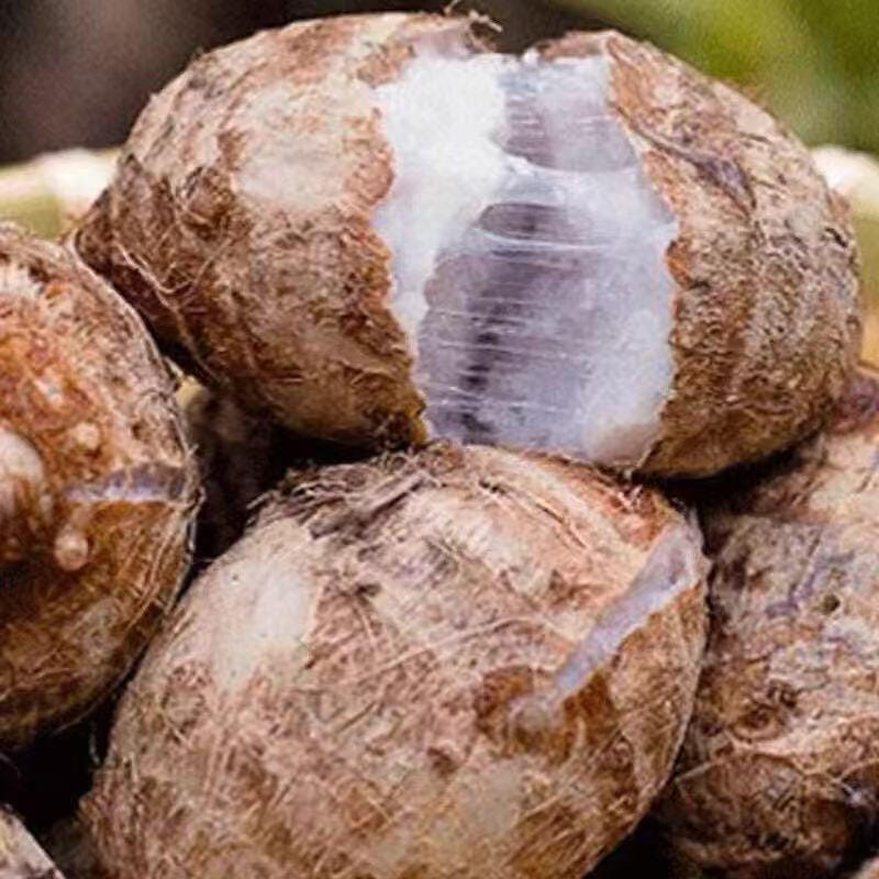 山东新鲜应季牛奶芋头现挖产地直发香甜软糯芋艿香芋