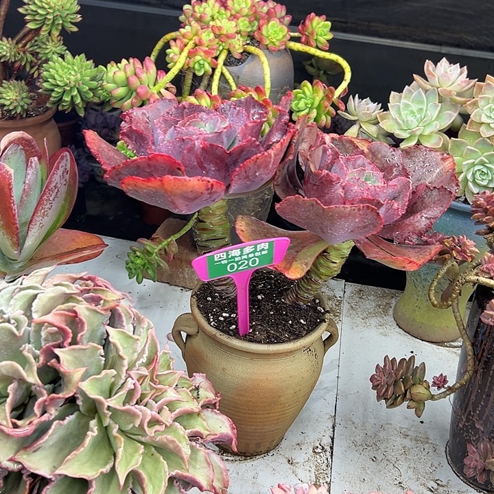追***5粗吻多肉植物和其他020