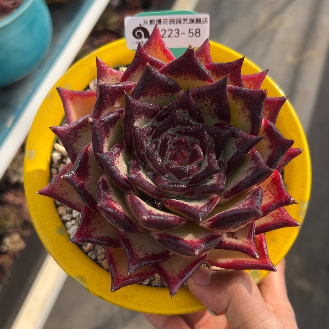 多肉一物一拍0223-58